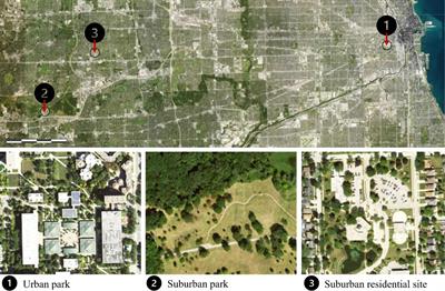 Leaf functional traits highlight phenotypic variation of two tree species in the <mark class="highlighted">urban environment</mark>